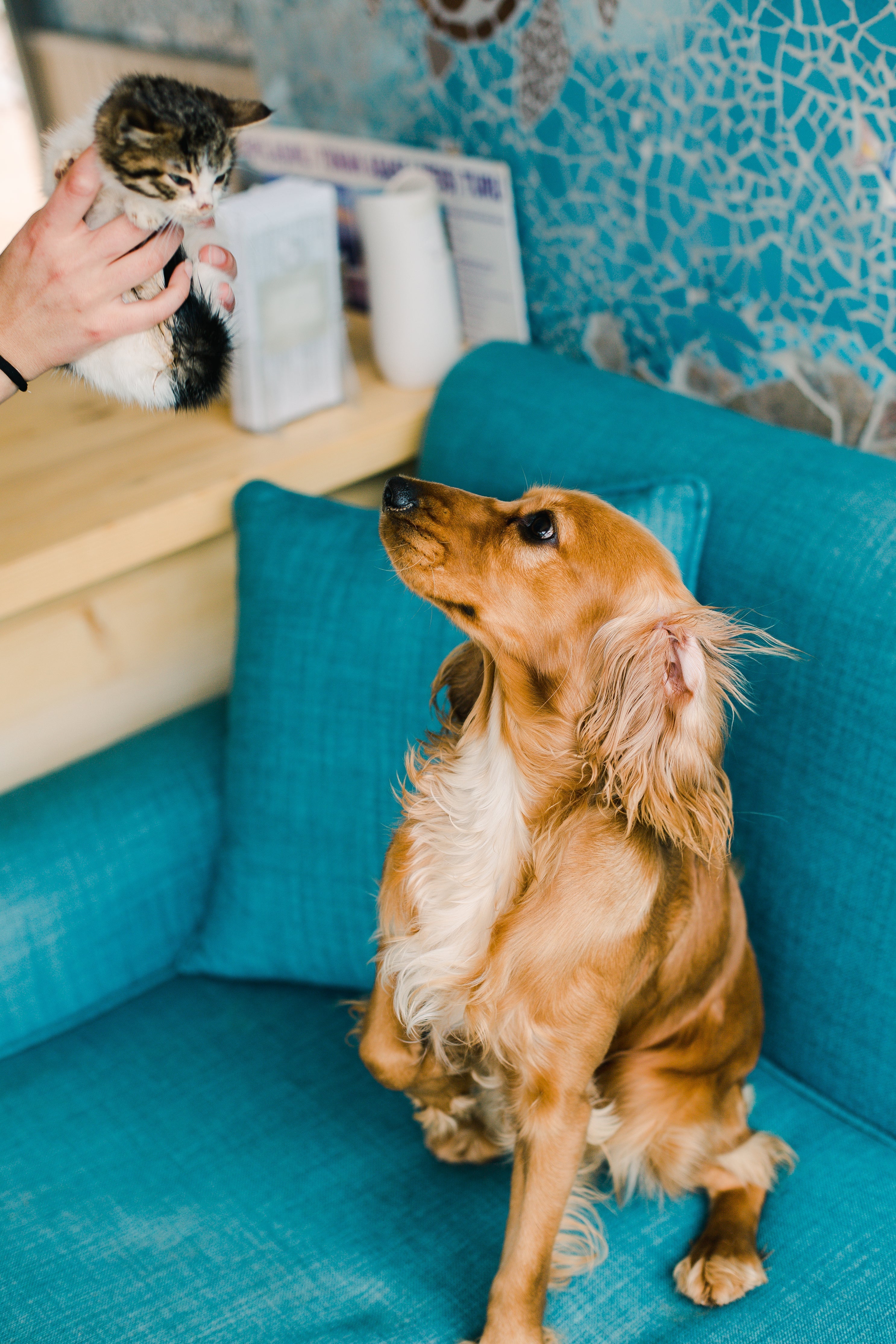 Pet